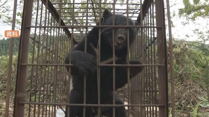 「クマがスモモ１００個食い荒らす」山形県河北町　|　山形のニュース│TUYテレビユー山形