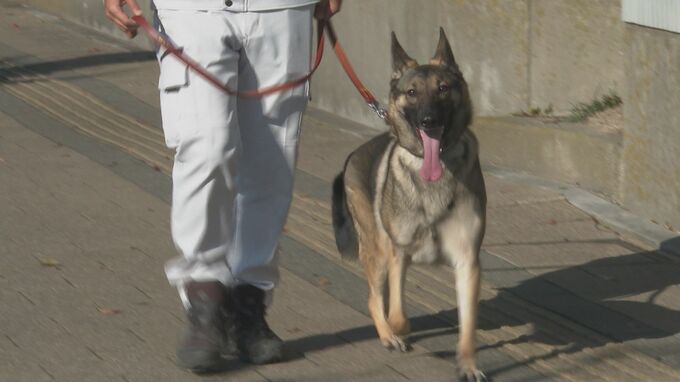 行方不明の高齢男性を発見「ご褒美はビーフジャーキー」ちょっとシャイな警察犬に署長賞　|　山口のニュース・天気・防災｜tys NEWS｜ｔｙｓテレビ山口