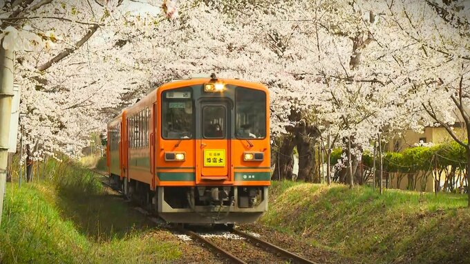 【青森・桜前線リポート】『桜の名所』・五所川原市「芦野公園」　～サクラと列車の競演～　|　青森のニュース│ATV NEWS│青森テレビ