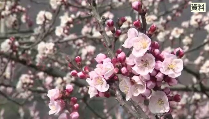 千曲市であんずが開花　去年よりは8日遅く平年並み　|　SBC NEWS | 長野のニュース | SBC信越放送