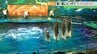 真夏の夜の魔法！仙台うみの杜水族館「イルカーニバル」で味わう神秘と感動のナイトアクアリウム　|　福島のニュース│TUF