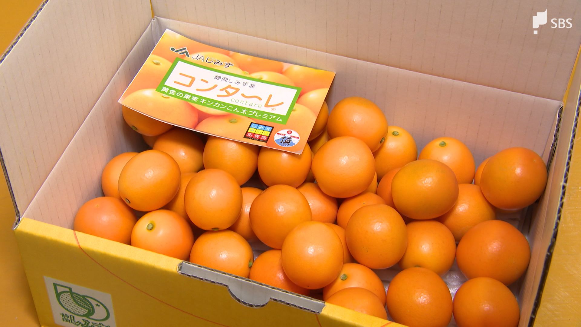 皮ごと甘い”清水のキンカン「こん太」集荷始まる 冬の寒さで「例年より