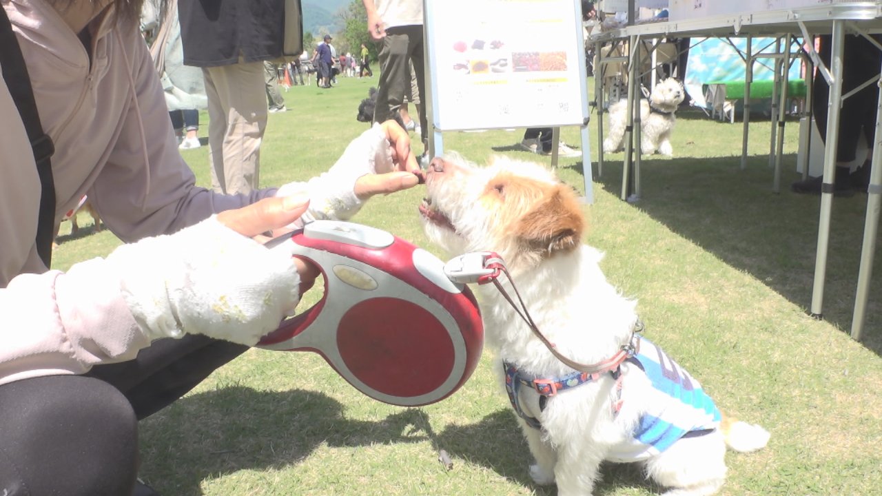 愛犬と楽しむ新緑祭り　ワンワンフェスタ　誘惑に負けず飼い主のもとに向かうレースも