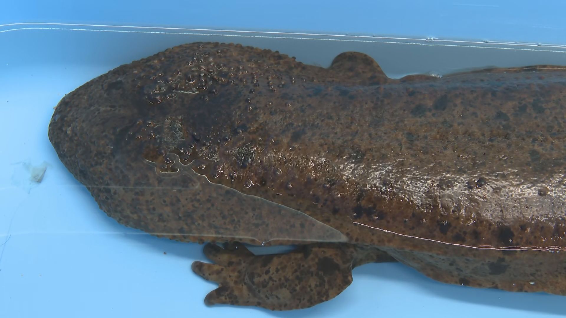 生きた化石、オオサンショウウオを保護 体長87センチで目立った傷なし