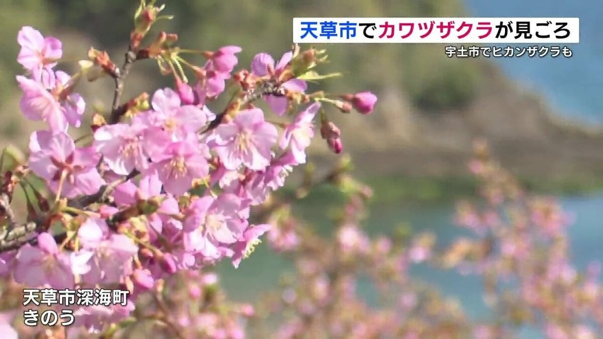 早咲きの桜 各地で見ごろ 熊本県天草市「河津桜」宇土市「緋寒桜