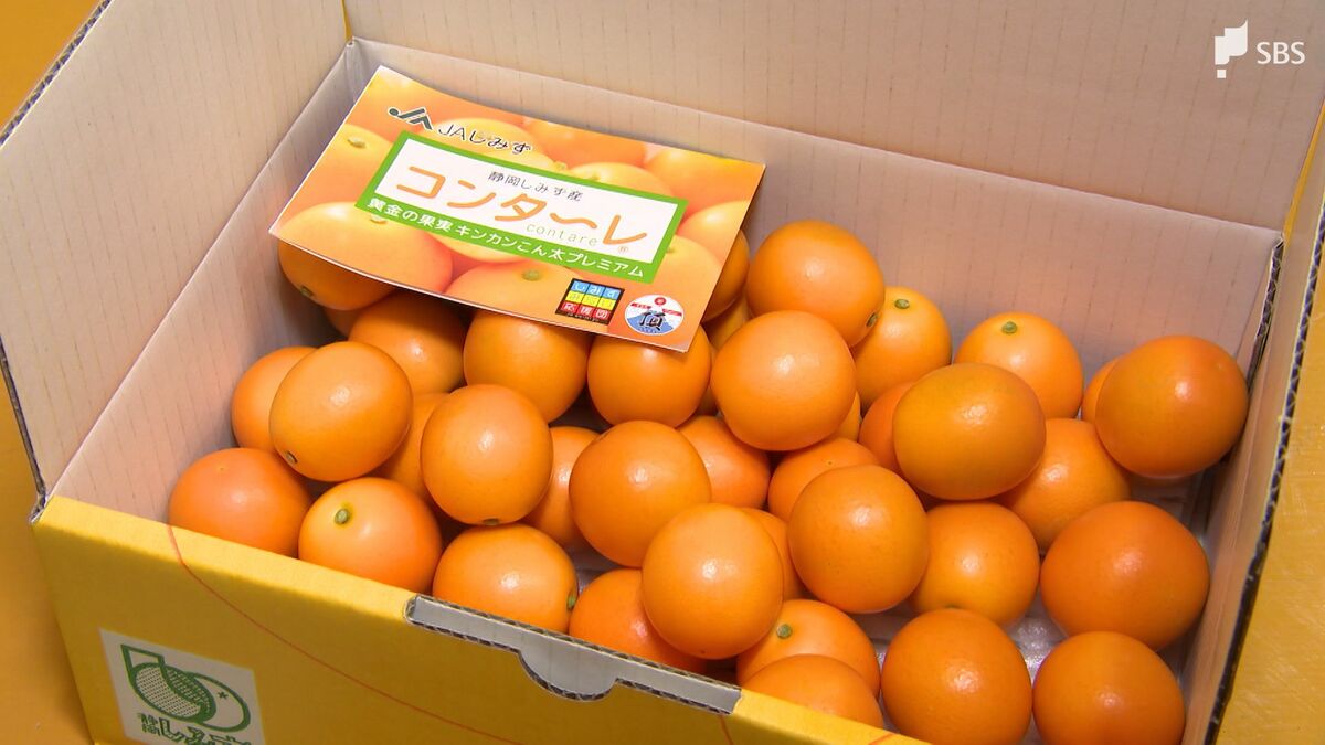 皮ごと甘い”清水のキンカン「こん太」集荷始まる 冬の寒さで「例年より
