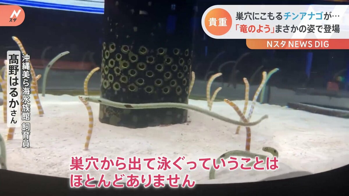 見ることができたらラッキー」水族館で激撮！普段は見られない泳ぐ