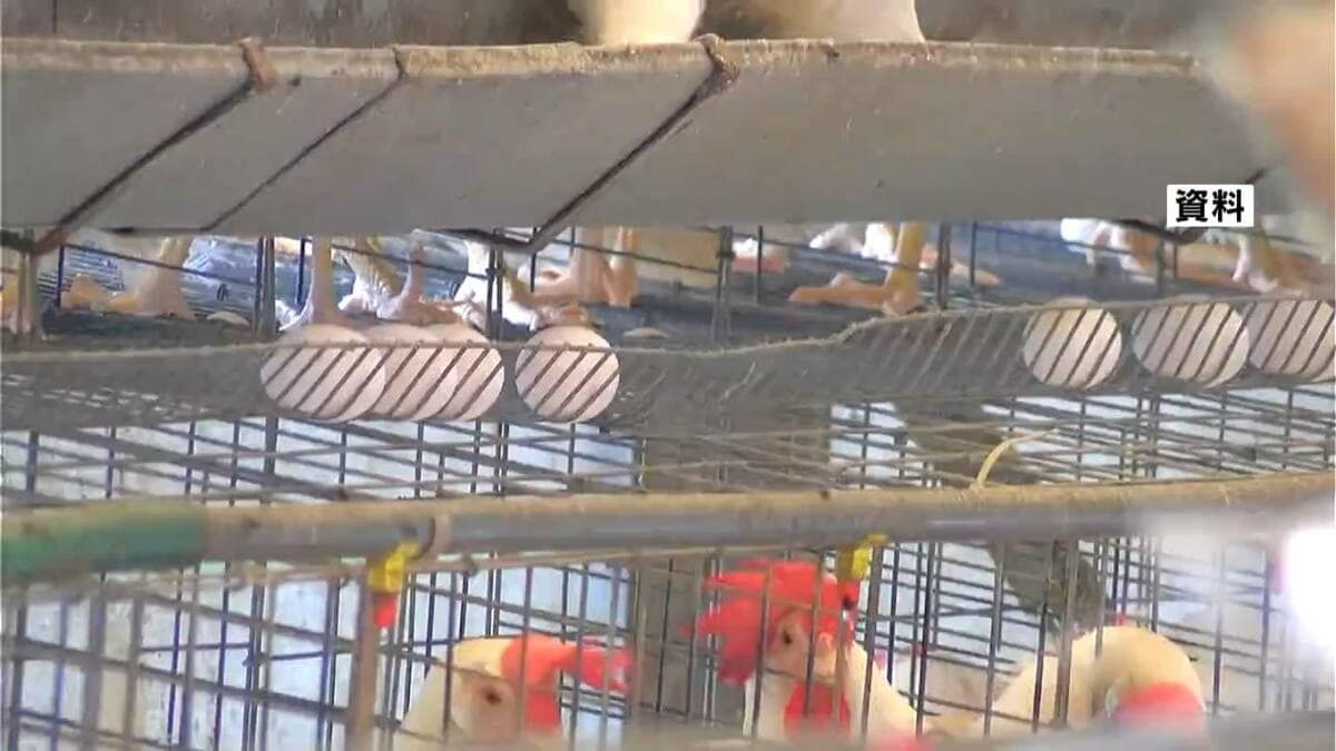 鹿児島県内の養鶏場での高病原性鳥インフル　6シーズンぶりに発生ゼロ