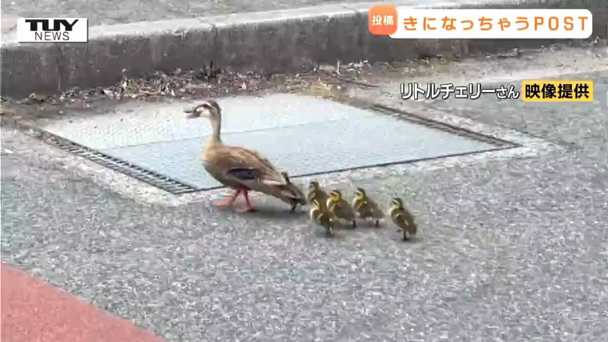 癒しの光景！ カルガモ親子がお散歩 暑さの中、よちよち歩く6羽のヒナ