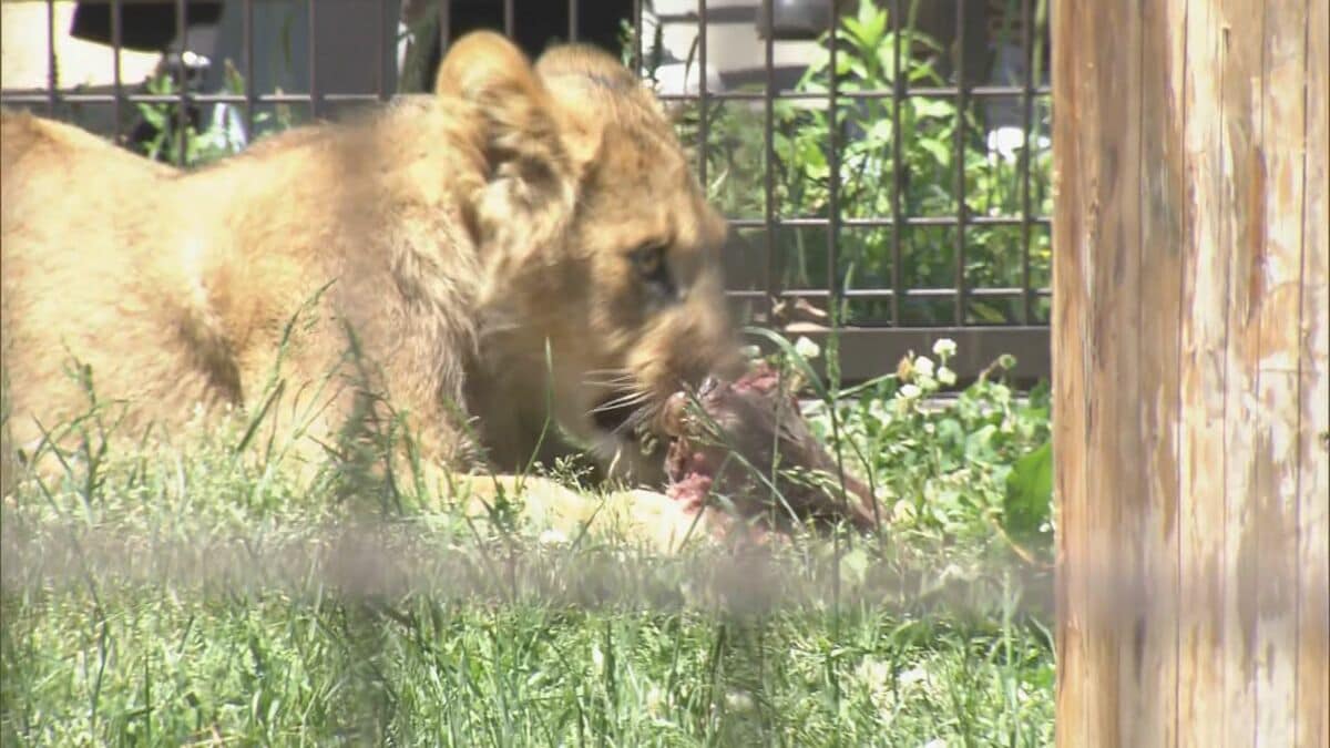 “1年でいちばん混む”こどもの日の動物園 ライオンの食事風景は｢迫力ある｣ 一方キッチンカーには中東情勢の影響が ｢のんほいパーク｣ 愛知・豊橋市
