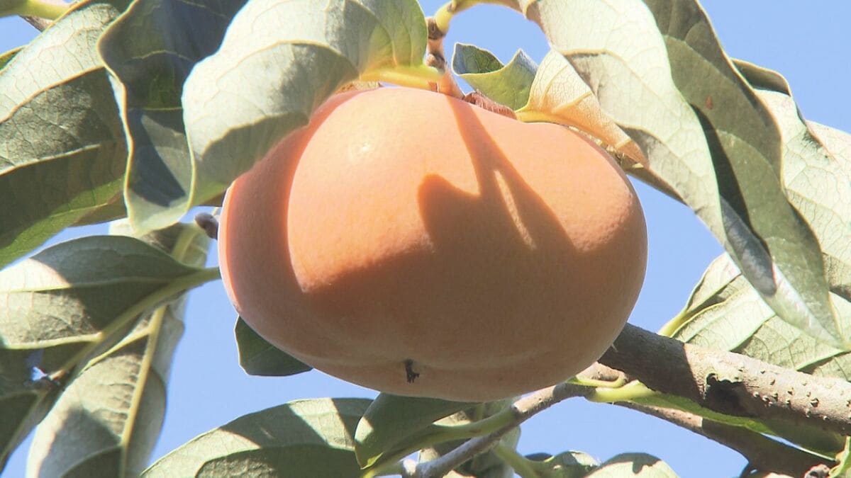 柿が雨不足のりこえ甘く　特産「豊の七瀬柿」が収穫シーズン