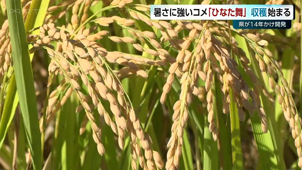 宮崎県が開発　暑さに強いコメの新品種「ひなた舞」の収穫　栽培農家の期待高まる