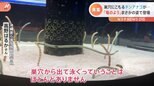 「見ることができたらラッキー」水族館で激撮！普段は見られない泳ぐチンアナゴの姿|TBS NEWS DIG