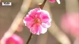 満開の紅梅と白梅 梅林公園で梅の花見ごろに | 山形のニュース│TUYテレビユー山形