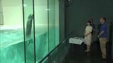 愛子さま 鳥羽水族館でラッコのジャンプに笑顔 三重県 きょうは伊勢神宮参拝と“お木曳”視察|TBS NEWS DIG
