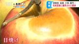 【2023信州の1年】猛暑、少雨、凍霜害「観測史上〇〇・10年に一度」が続々…日焼けリンゴや売り物にならないアスパラに苦悩する農家、想像超える気候変動に振り回された農業 | SBC NEWS | 長野のニュース | SBC信越放送