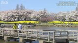 「全てがある。緑が、黄色が、桜が、山が、空が、子供たちの声…こんな良い日はない」桜と菜の花の共演 新潟市|TBS NEWS DIG