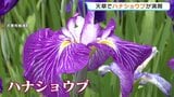 白や紫、薄ピンク…初夏を彩るハナショウブ　庄屋跡で6月上旬まで見頃　熊本・天草市|TBS NEWS DIG