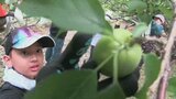 子どもたちが梅の実とり体験 長崎県五島 | 長崎のニュース | 天気 | NBC長崎放送
