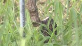 シャインマスカットの木切断 周辺の畑で同じような被害 少なくとも4件 関連を含め捜査 | 山梨のニュース | UTYテレビ山梨