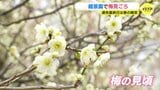 連休最終日は春の陽気 梅が見頃 しばらく暖かい日続く 桜の標本木は?花粉は? 広島・縮景園|TBS NEWS DIG