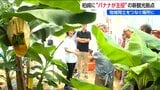 雪国新潟で「産廃の焼却熱を利用しバナナ栽培する会社」体感農園をプレオープン|TBS NEWS DIG