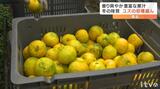 鍋料理に大活躍!ユズの出荷盛ん 愛媛・鬼北町 | 愛媛のニュース - Nスタえひめ|あいテレビは6チャンネル