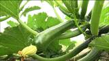夏野菜「ズッキーニ」収穫が最盛期 年間約130トン出荷する東北一番の産地はどこ|TBS NEWS DIG