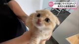 犬や猫の飼育放棄を防げるか 6月から飼い主の情報を記録したマイクロチップ装着義務化に・宮崎県 | MRTニュース | MRT宮崎放送