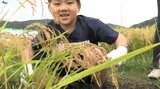 岩手県陸前高田市のブランド米「たかたのゆめ」稲刈り式　245トンの収穫見込む|TBS NEWS DIG