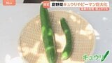 猛暑で夏野菜がピンチ!“巨大化”に“日焼け”キュウリの価格は1.5倍!安いのは「ゴーヤ」8月の野菜価格の見通しは?|TBS NEWS DIG