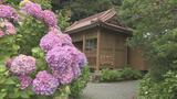 【映像】波立薬師のアジサイ　福島・いわき市【四季カメラ】|TBS NEWS DIG