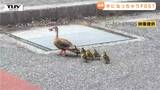 癒しの光景! カルガモ親子がお散歩 暑さの中、よちよち歩く6羽のヒナと親ガモが向かったのは...(山形・寒河江市) | 山形のニュース│TUYテレビユー山形