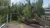 高さ約10m・幹回り約2mの街路樹が倒れる　一時歩道と車道一車線をふさぐ　岡山城近くの「烏城みち」|TBS NEWS DIG