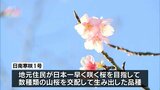 一足早い春の訪れ　日南市で早咲きの桜が開花　|　MRTニュース ｜ ＭＲＴ宮崎放送