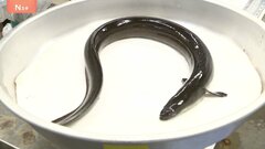 「ホッとしてます」鈴木農水大臣　ニホンウナギなどの取引規制「否決」 ワシントン条約締約国会議　12月の全体会合で再投票・逆転の可能性も| TBS CROSS DIG with Bloomberg