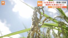 “物価高の主役”コメ 「吉野家」の調達担当者に密着　備蓄米が到着 味や香りは　コメ確保に奔走するが…農家「コメは本当にない」| TBS CROSS DIG with Bloomberg
