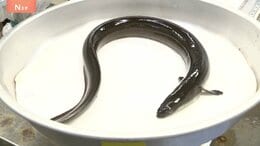 「ホッとしてます」鈴木農水大臣　ニホンウナギなどの取引規制「否決」 ワシントン条約締約国会議　12月の全体会合で再投票・逆転の可能性も|TBS NEWS DIG