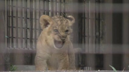 のんほいパークでライオンの赤ちゃんお披露目 母親のあとをついて