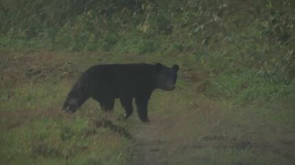 値下♪①※くまは売り切れました 散歩中の女性、背後からクマに襲われる…秋田・大仙 - YouTube