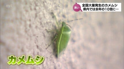 くさい成分が出る前に先に冷やして固めて」「半分に切ったペットボトル