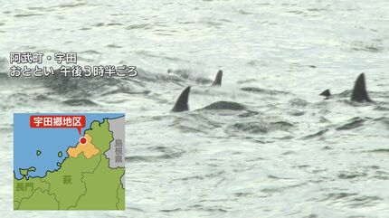 イルカの群れが話題に「珍しいから感動！見にきたかいがあった」20頭