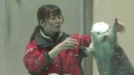 鳥羽水族館　赤ちゃん　メイ ご長寿ラッコの21歳｢メイちゃん｣ 17歳｢キラちゃん｣国内唯一の2頭に