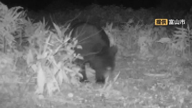 クマが同じ場所に6回…AIカメラに成獣1頭、体長1m超か　11月に入ってからは未明に出没　富山市大沢野|TBS NEWS DIG