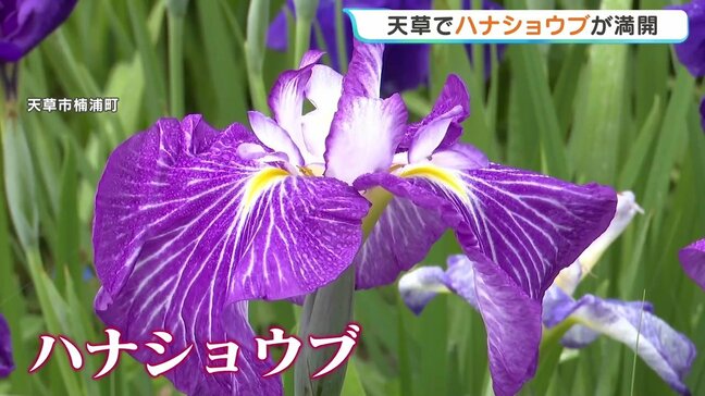 白や紫、薄ピンク…初夏を彩るハナショウブ　庄屋跡で6月上旬まで見頃　熊本・天草市|TBS NEWS DIG