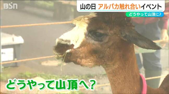 「かわいいですね」標高634m 弥彦山の山頂にやってきた3頭のアルパカ どうやって上ってきたの? 新潟|TBS NEWS DIG