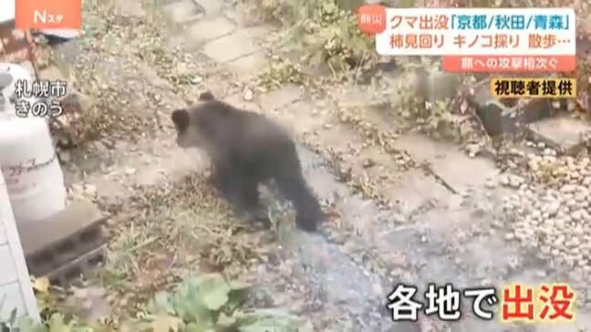 紅葉が見頃を迎える中…青森・秋田・岩手、さらに京都でも 各地に出没「クマ」 人的被害も続出|TBS NEWS DIG