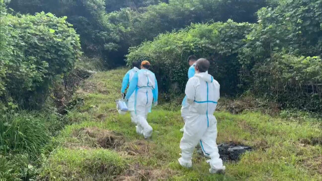 糸島市でも豚熱経口ワクチン散布|TBS NEWS DIG