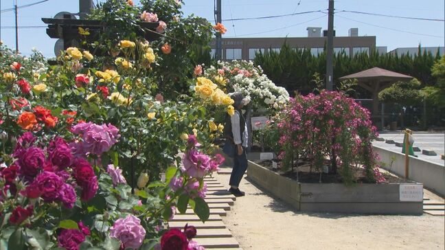 バラの花びらから「紅茶」「フルーツ」「はちみつ」などの香りがする…会社敷地にあるバラ園の一般公開 鳥取県米子市|TBS NEWS DIG