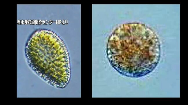 赤潮で養殖ブリ2万3000匹に被害 鹿児島湾に赤潮警報継続で県が注意呼びかけ|TBS NEWS DIG